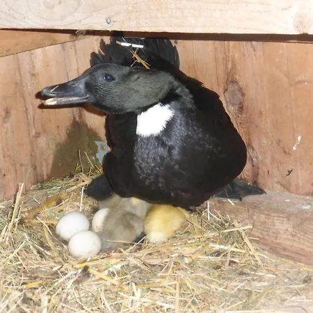 Ferienhof-barenegg By Interhome Hemberg