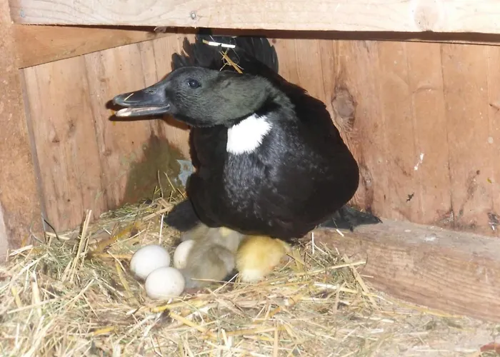 Ferienhof-barenegg By Interhome Hemberg